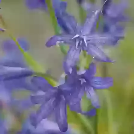 Tataricum